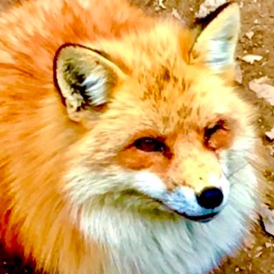 きつねFoxさんのプロフィール画像