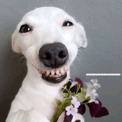 eddiestitties's profile picture. 🏳️‍🌈🇵🇱🇦🇲 |
pisze tylko wtedy kiedy chlopak mi nie odpisuje, pozdrawiam