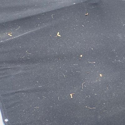 raphaelbetanzos's profile picture. 