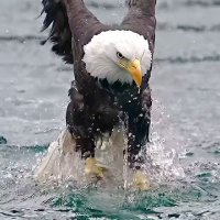 COŞKUN (@cokun1968417) 's Twitter Profile