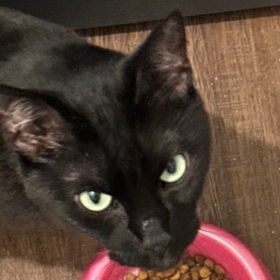 Exoticgamer2's profile picture. Milo,Mary,Nolan,Dylan,Roy cat🐈‍⬛🐈