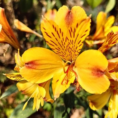 Spectre79581's profile picture. 