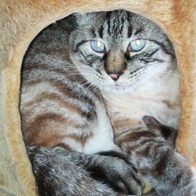 喪中りん 🐦返信遅め🐦️通知全て不調🐦親介護中さんのプロフィール画像
