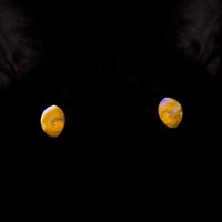 Runamonet (@runamonet) 's Twitter Profile Photo Runamonet (@runamonet) 's Twitter Profile Photo