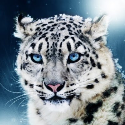 hecfaraut's profile picture.