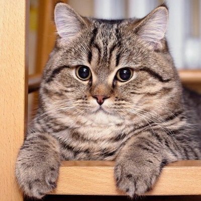 browncigarbox's profile picture. Chaos eater