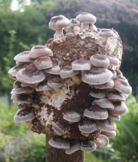 Multi-Award-winning Shiitake mushroom grower, using local, sustainable & recycled materials. Producer of fresh & dried shiitake & shiitake pate.