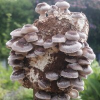Maesyffin Mushrooms💙 (@maesymush) 's Twitter Profile