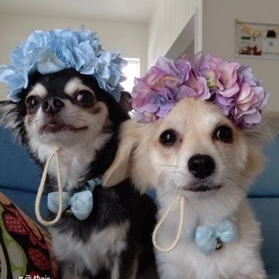 en8010's profile picture. うめ(チワックスクリーム)
いと(チワワブラックタン)