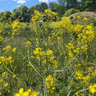 ElijaSojourn's profile picture. 