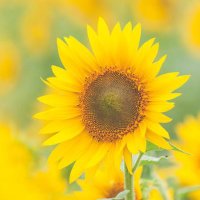 な🌻 (@manatsu__bi) 's Twitter Profile