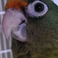 El Pajarito (@elpajaritodice) 's Twitter Profile
