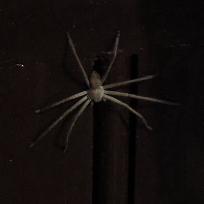 ImportedDevil's profile picture. 