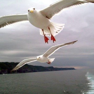 swl_monitor's profile picture. SWLが趣味🎧 Rx: Airspy Hf+Discovery &DX-R8 ANT:YouLoop 、303WA-2 、MK-5212、D303