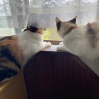 さおり (@sao_d2py) 's Twitter Profile