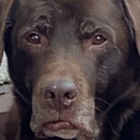 Raaphey:) (@codraaphey) 's Twitter Profile