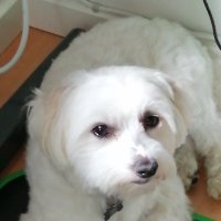 JOOP (@esp_joop) 's Twitter Profile