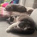 Val R! 🇫🇷💤🌿#JamaisSansZemmour (@valrich54) Twitter profile photo Val R! 🇫🇷💤🌿#JamaisSansZemmour (@valrich54) Twitter profile photo
