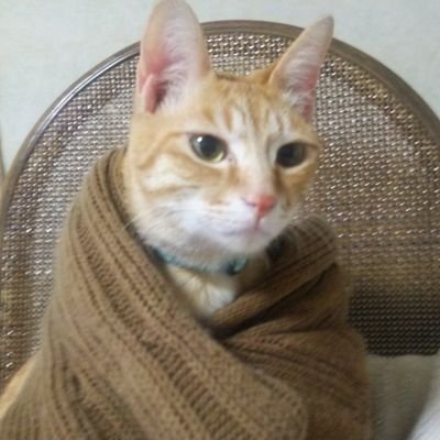 mobmobhob's profile picture. 