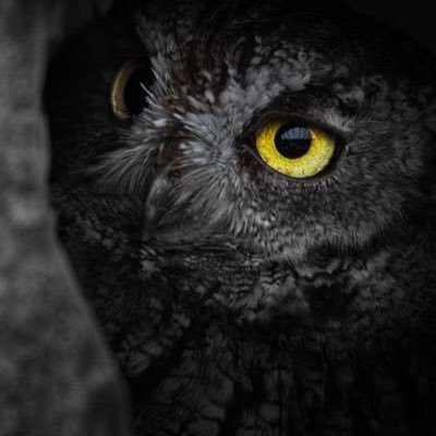 Sirojukwu1's profile picture. ♌️ || 💙||Crypto Enthusiast