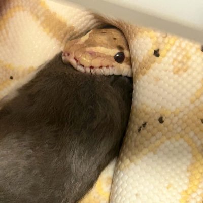 CANDYBP_M's profile picture. 🐍🌹ballpython飼育者🌹🐍