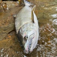 flyfishingとWrangler(キチガイ) (@ff_wrangler) 's Twitter Profile