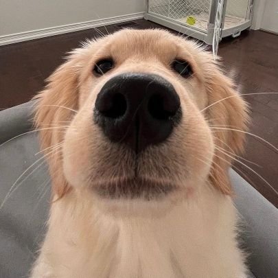 nemonik's profile picture. Crowd surfer enabler. ® #Polyglot, #11xEngineer.  good dog / bad dog.