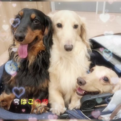 yuki36131's profile picture. 生命は永遠✨☀️✨心こそ大切☆子宝に恵まれすぎw☆Mrs. GREEN APPLE🍏M!LK🐮🥰ラッキークッキープーちゃん♪永遠くん・マロン🐶オレオ🐱チッチ・サリー・クー・レモンちゃん♪🕊️(*^^*)姫・鈴🐰💕