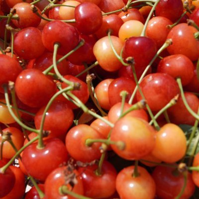 #さくらんぼ #山形 #河北 #河北町 #須藤農園
https://t.co/6fvPqUSvxe
https://t.co/isCQ2UbFkF