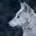 WHITEFOX (@tyloppop) Twitter profile photo WHITEFOX (@tyloppop) Twitter profile photo
