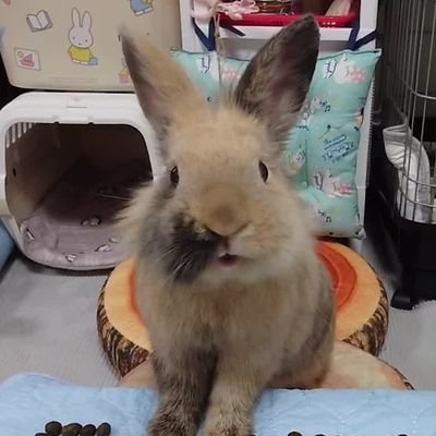 ゆえとちろ🐰福さんのプロフィール画像