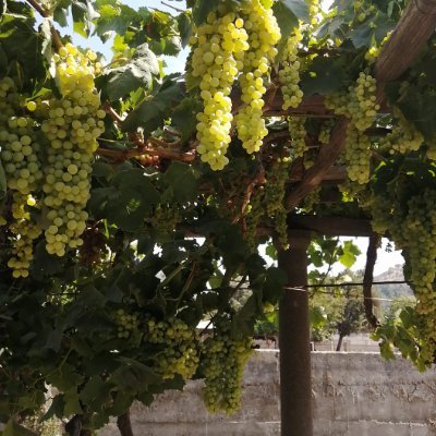 Abejita77875815's profile picture. 