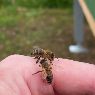 Für Hundeliebhaber, Imker, jeder der Bienen und Natur liebt, oder wer sonst noch Zeit und Lust hat dabei zu sein.