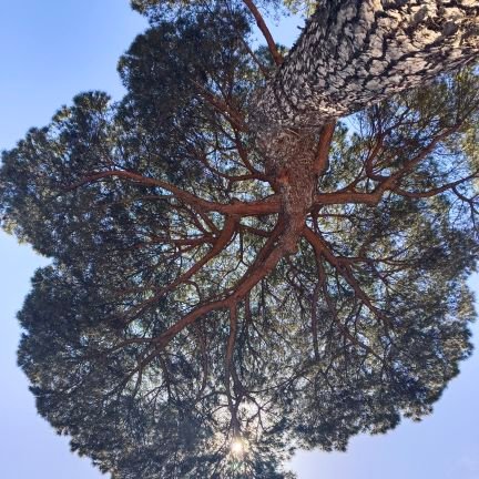 LFelipeDavalosM's profile picture. 