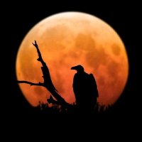 Türkan (@trknsbl) 's Twitter Profile