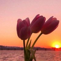 Vikk (@vcalib85850) 's Twitter Profile