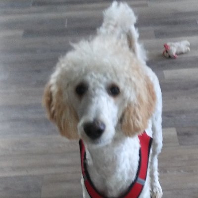 FawnyTee's profile picture. Dog Lover, NFT Collector, Vegan
Wax it up,   uota4.c.wam