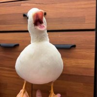 Zeroxblack (@zeroxblack29225) 's Twitter Profile