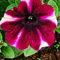 Hiroko (@hiroko_871) 's Twitter Profile