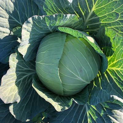 農業資材の販売サイト「日本農業システム」の担当者が運営しています(^J^)
🍅Instagram
https://t.co/9rIn5W0blX