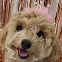 メル(マルプー🐶) (@meru616_mero2) 's Twitter Profile