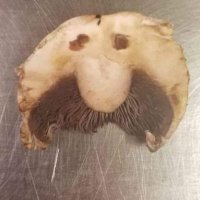 SpacemanFreak (@spacemanfr3ak) 's Twitter Profile