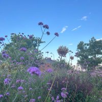 adengo64 (@adengoo) 's Twitter Profile