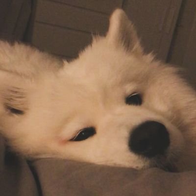 furrybada's profile picture. 그림을 자주 그리고 싶은..