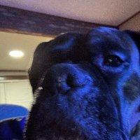 Furbabies123! (@furbabies13733) 's Twitter Profile