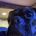 Furbabies123! (@furbabies13733) Twitter profile photo Furbabies123! (@furbabies13733) Twitter profile photo