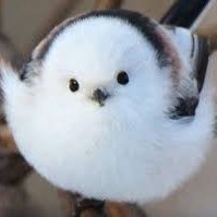 Peck (@peck3141592) 's Twitter Profile