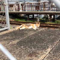 ねこ (@lumbmvakqr47304) 's Twitter Profile Photo ねこ (@lumbmvakqr47304) 's Twitter Profile Photo