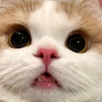 ゆる (@yuru_oshiose) 's Twitter Profile Photo