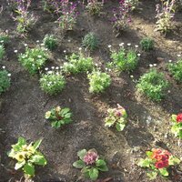 ユズリハ (@elixsia) Twitter profile photo